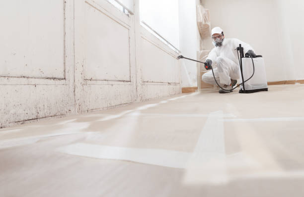 24/7 Emergency Basement Mold Remediation experts in Medinah, IL